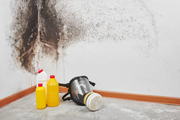 Best Black Mold Removal  in Sterling Heights, MI