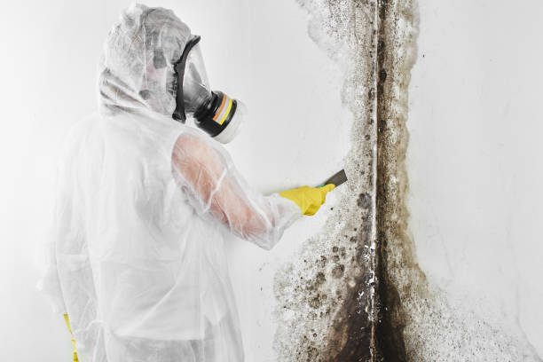 Best Mold Removal Specialists  in Sterling Heights, MI