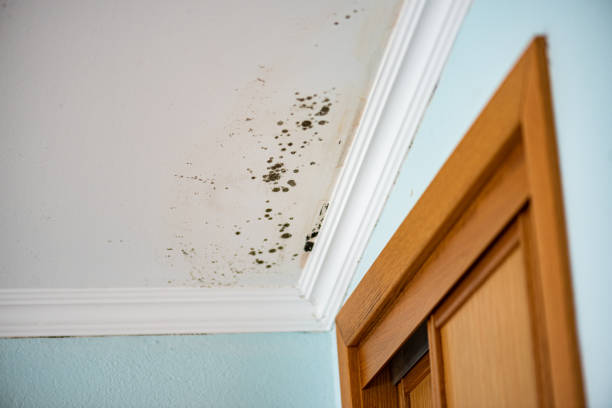 Best Fast Mold Removal  in Sterling Heights, MI