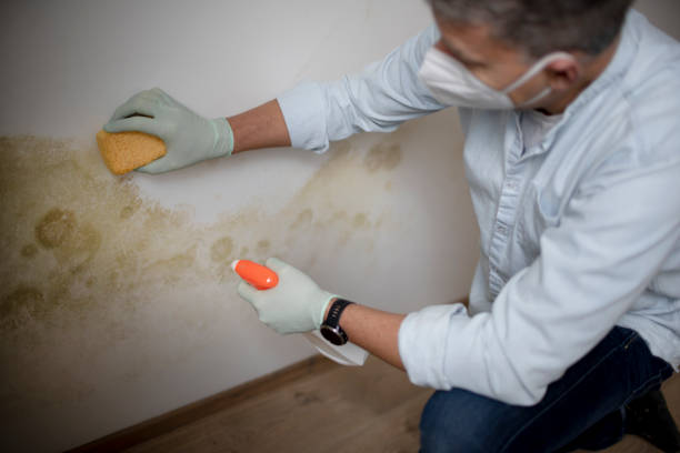 Best Black Mold Removal  in Sterling Heights, MI