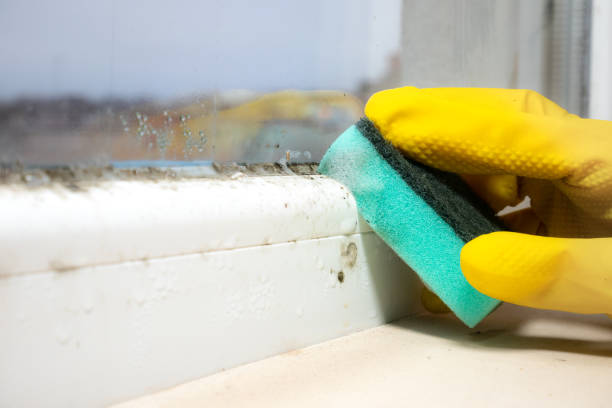 Mold Removal Process in Sterling Heights, MI