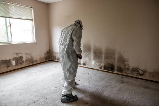Best Residential Mold Removal  in Sterling Heights, MI