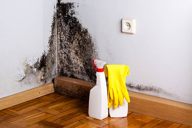 Best Toxic Mold Removal  in Sterling Heights, MI