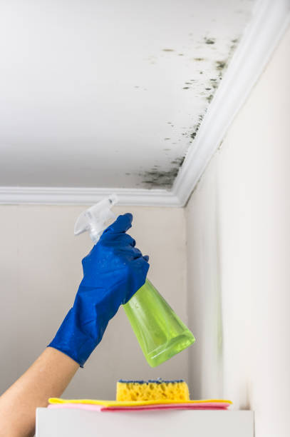 Best Best Mold Removal Companies  in Sterling Heights, MI